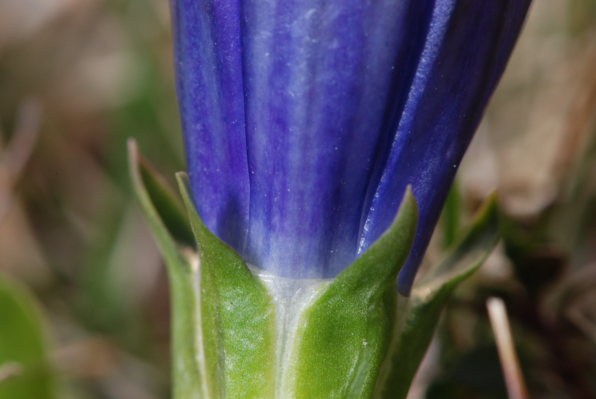 Gentiana acaulis (=kochiana) / Genziana di Koch